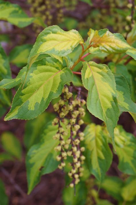 stachyurus plants.